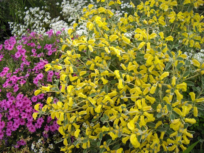 Phlomis lanata photo